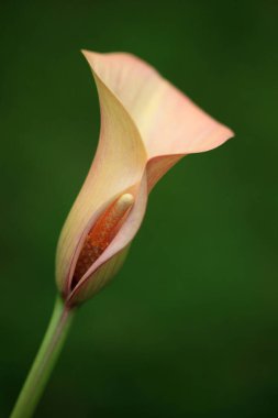 Pembe çiçek, yakın görüş