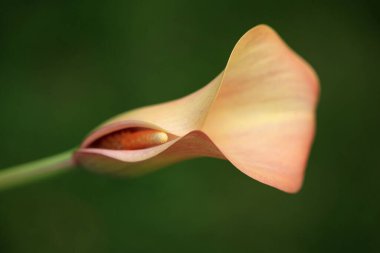Güzel çiçek. Yakın görüş.