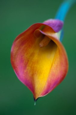 Karanlık arka planda güzel bir lale.