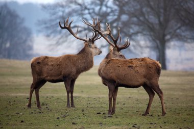 Kızıl geyik geyik boynuzları ile