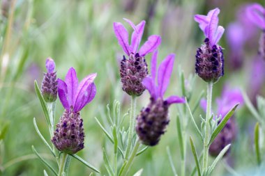 Bahçedeki mor çiçeğe yaklaş..