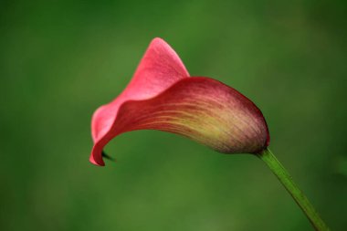 Bahçedeki kırmızı zambak çiçeği