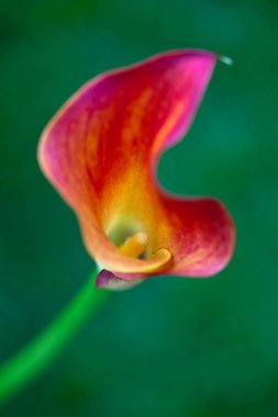 Güzel botanik fotoğrafı, doğal duvar kağıdı.