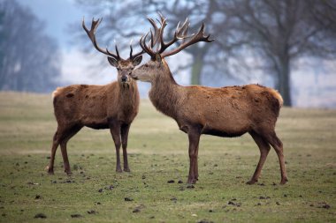Ormanda geyik geyiği