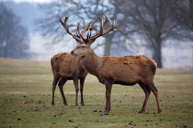 kırmızı geyik, cervus aphus, erkek geyik, boynuzlu erkek, geyik, boynuz, çayırda duran, sonbaharda geyik