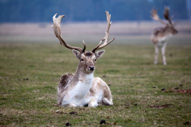 Arazide gündüz vakti beyaz bir geyiğin düşük açılı görüntüsü.