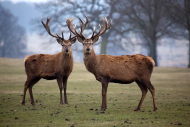 Kardeşlerim, iki kızıl geyik açıkta duruyor.