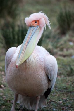 Hayvanat bahçesindeki pelikan