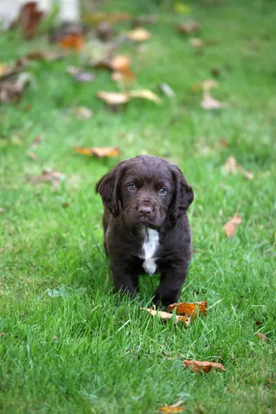 Şirin köpek yavrusu. İngilizce işaretleyici.