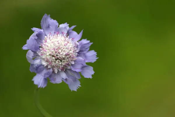 Bahçedeki güzel çiçek