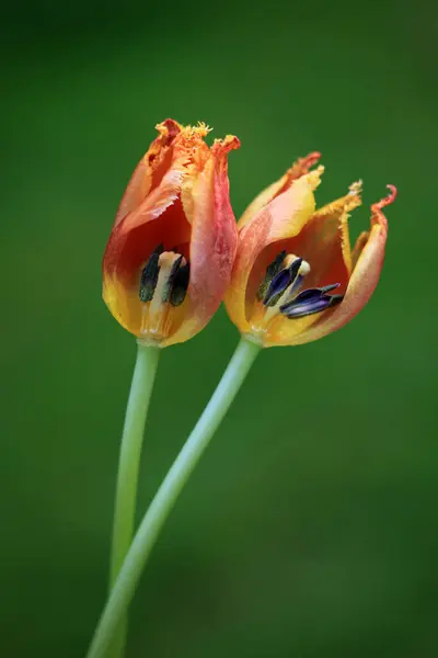 Bahçede büyüyen güzel çiçekler