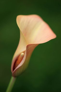 Bahçedeki zambak çiçeği..