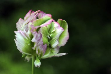 Güzel botanik fotoğrafı, doğal duvar kağıdı.