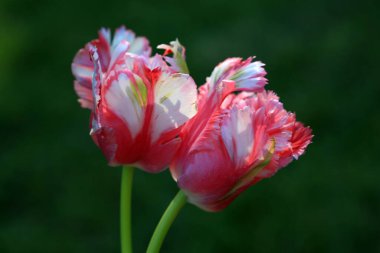 Bahar bahçesinde kırmızı lale çiçekleri.