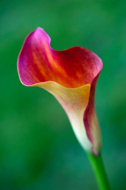Güzel botanik fotoğrafı, doğal duvar kağıdı.