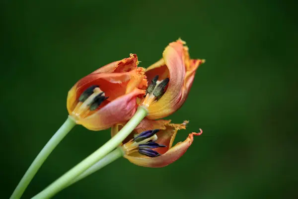 Güneşli yaz gününde bahçede yetişen güzel çiçekler.