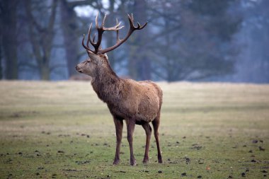 Sonbaharda ormanda kızıl geyik, ruruus cervus, İngiltere