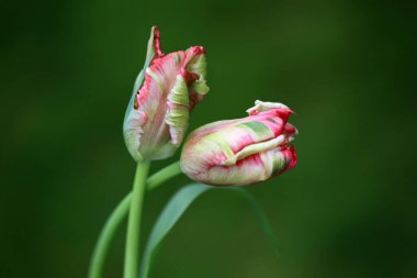 Güzel laleler çiçekler, bahar çiçekleri