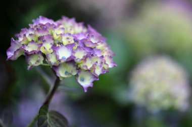 Renkli doğanın arkaplan resmi, arkaplan doğası