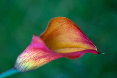 Güzel botanik fotoğrafı, doğal duvar kağıdı.