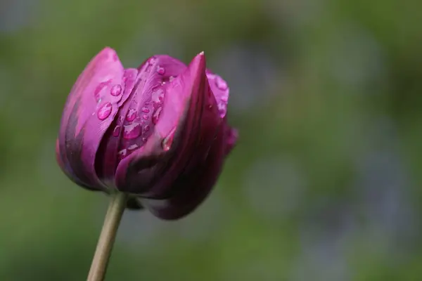 Güzel botanik fotoğrafı, doğal duvar kağıdı.
