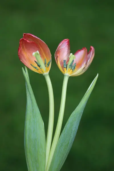 Bahçedeki kırmızı laleler