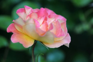 Bahçede güzel pembe bir gül