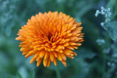 portakal çiçeği, calendula officinalis