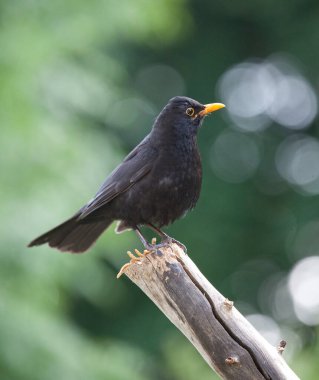 Ormanda bir ağacın dalında bir kuş oturuyor.