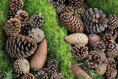 Ahşap bir masanın üzerinde çam kozalakları ve kozalakların bileşimi