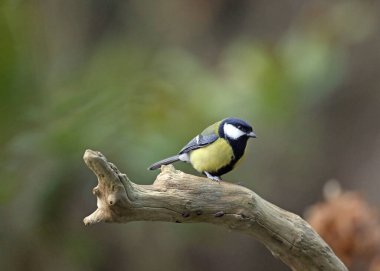 a closeup of a cute tit bird on a tree branch in the sunlight