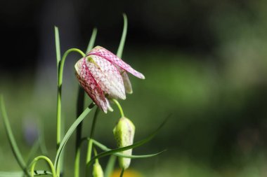 Bahçedeki güzel çiçekler