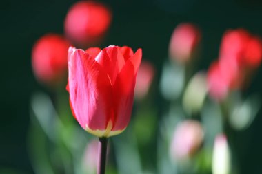 Bulanık arkaplanda kırmızı laleler