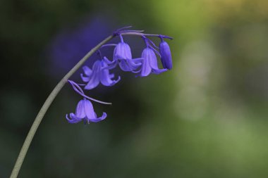 Yeşil arkaplanda mavi çan çiçeği