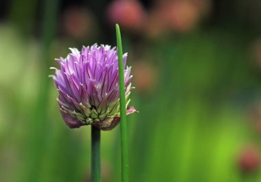 Güzel botanik fotoğrafı, doğal duvar kağıdı.