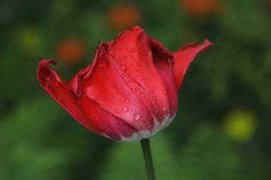 Bahçedeki tek bir kırmızı laleye yaklaş.