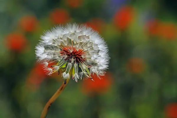 Güzel bir çiçeğin yakın çekimi.