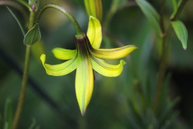 Bahçedeki güzel çiçek