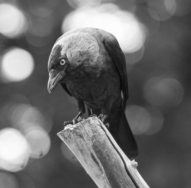 Siyah karga bir dala oturmuş