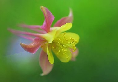 güzel çiçekler, çiçek konsepti, doğa arka planı