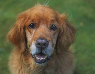 Çimlerde köpek portresi