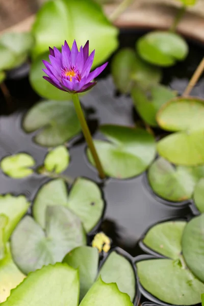 stock image A vertical shot of a tall purple lotus in a lotus pond with a group of lotus leaf. Nature and plant concepts