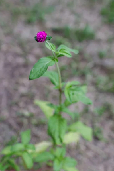 Vertical single Red Clover with shallow depth of field on natural light. nature, flower concepts