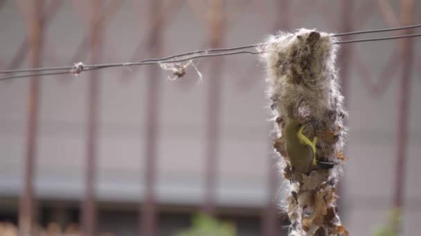 Ein Sonnenvogel Mit Olivenrücken Fliegt Ein Nest Bauen Das Einer — Stockvideo