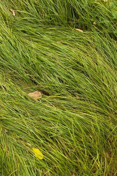 Düz Yeşil Çimen Çeşitli Yaprakların Dikey Görüntüsü Doğa Arkaplan Soyut — Stok fotoğraf