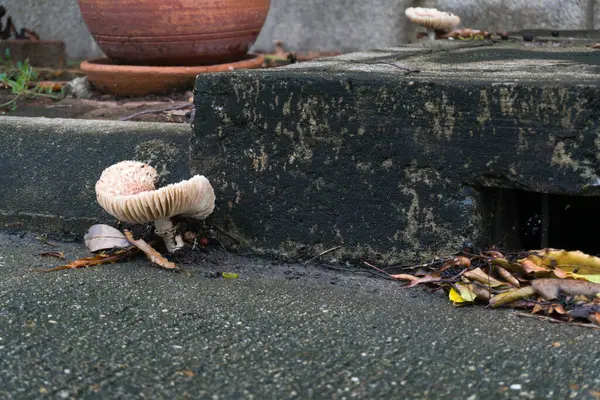 Dökülen yapraklar ve kentsel çürümeyle çevrili beton kaldırım kenarındaki çatlaktan çıkan yabani mantarların yakın çekimi. Kentsel bir ortamda ortaya çıkan doğa