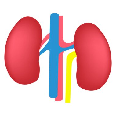 İnsan organı, böbrekler. Vektör illüstrasyonu 3d biçiminde yapılır.