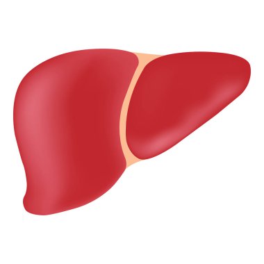 Beyaz arka planda 3 boyutlu insan karaciğeri. Vektör illüstrasyonu