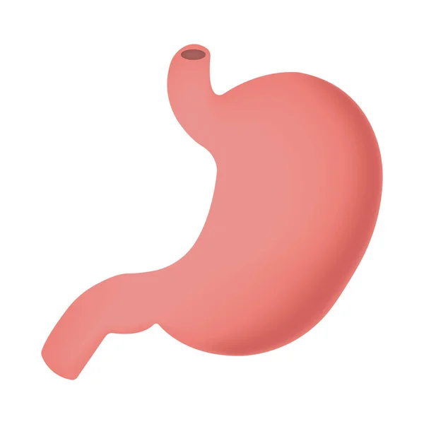 人間の腸 3Dで作られた白い背景に分離ベクトルイラスト — ストックベクタ