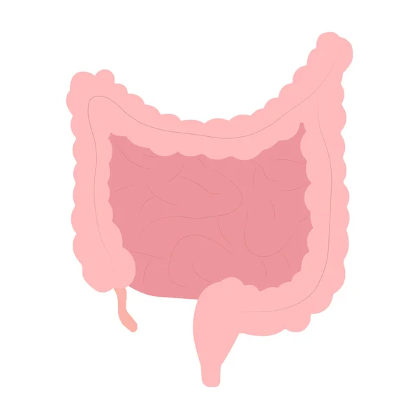 ヒトの腸は白い背景に3Dスタイルで描かれています ベクターイラスト — ストックベクタ